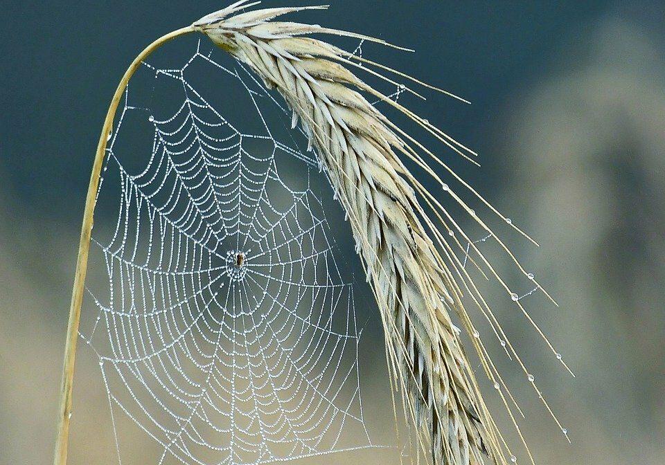 cobweb, spider, halm